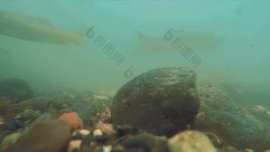 水下河流鱼游泳粒子岩石表面